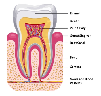 Interior of Tooth Illustration